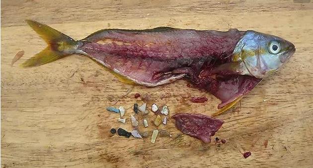 震驚！首次確認(rèn)：人體已被微塑料污染！